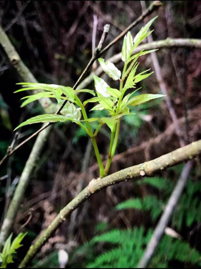 莓茶张家界特级野生龙须藤茶永顺芽尖莓茶