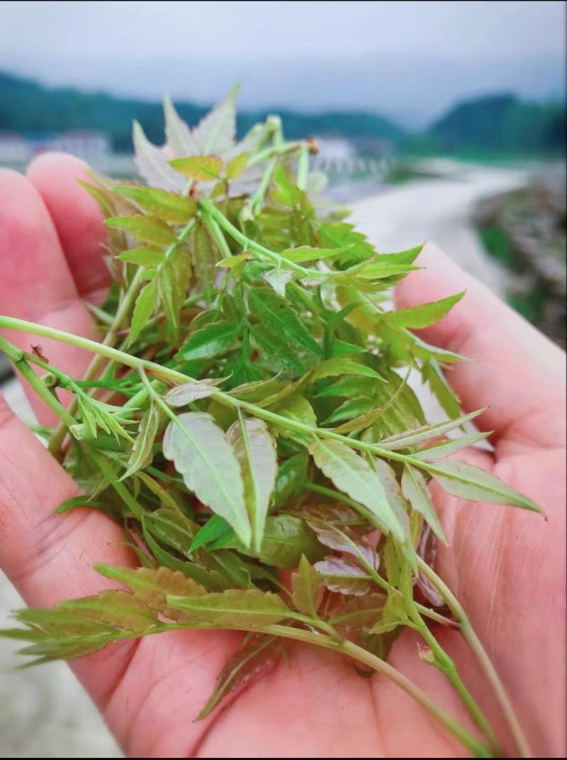 莓茶张家界特级野生龙须藤茶永顺芽尖莓茶