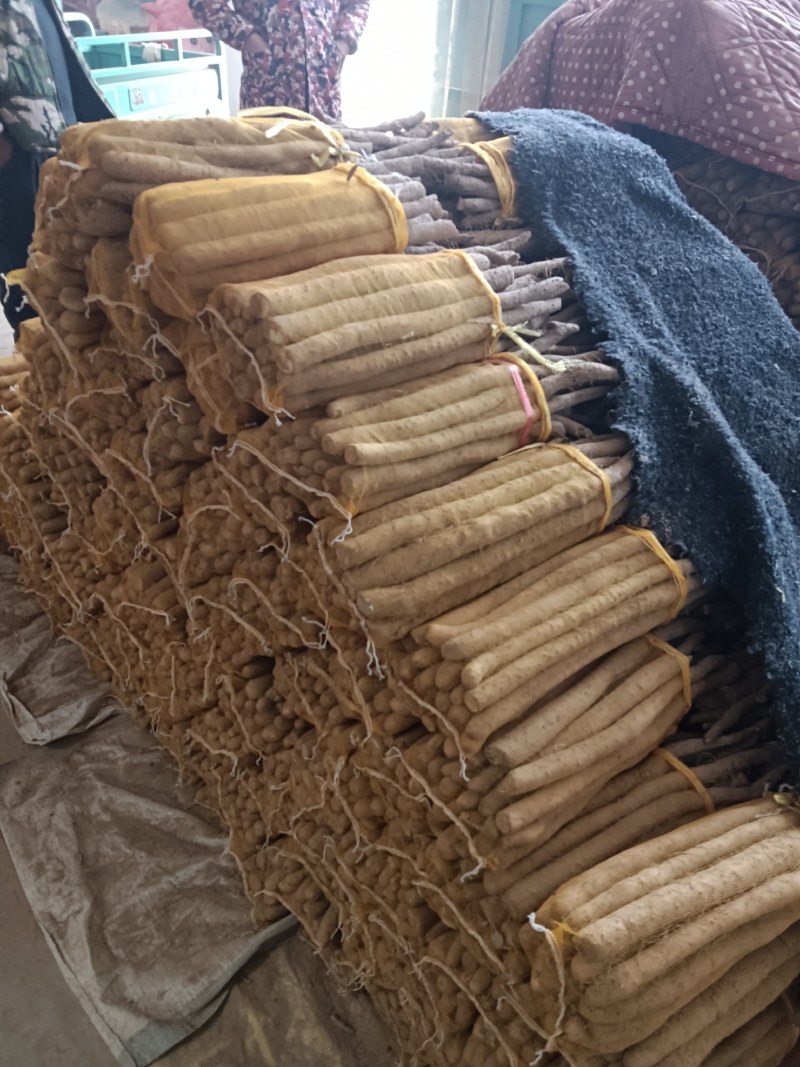 大名县精品网袋山药