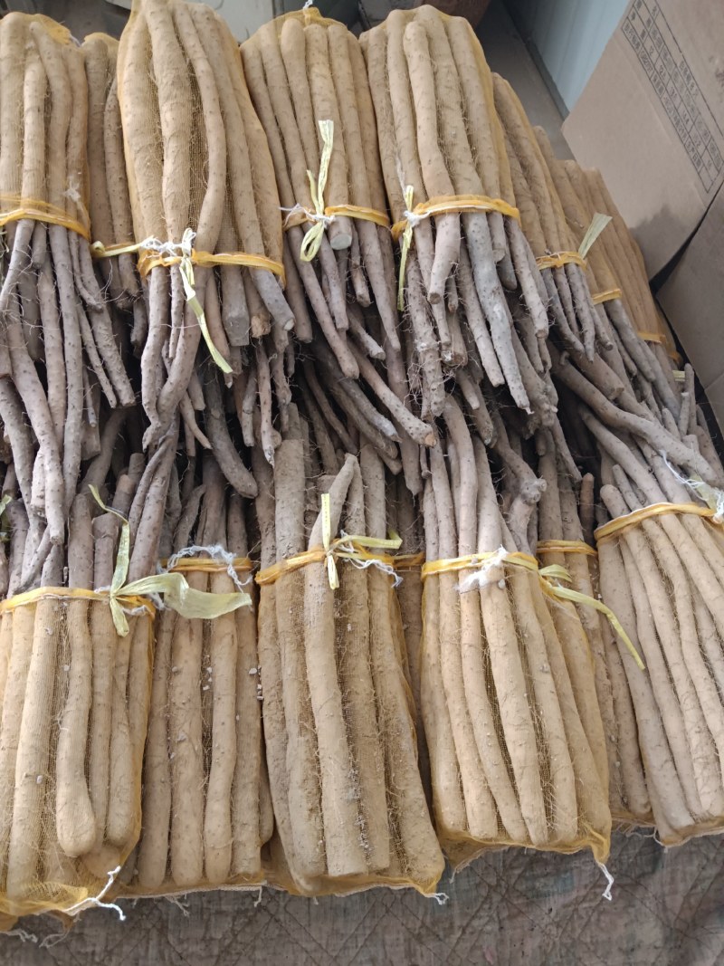 大名县精品网袋山药