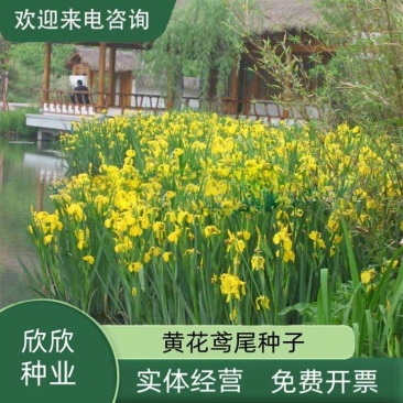 黄花鸢尾新采黄菖蒲种子花卉种子水生黄菖蒲种子水陆植物耐涝