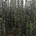 北海道黄杨，各种规格，欢迎各位老板，前来咨询！