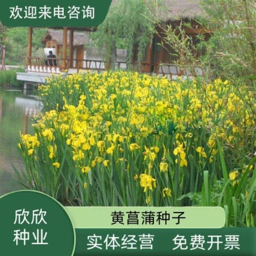 黄花鸢尾新采黄菖蒲种子花卉种子水生黄菖蒲种子水陆植物耐涝