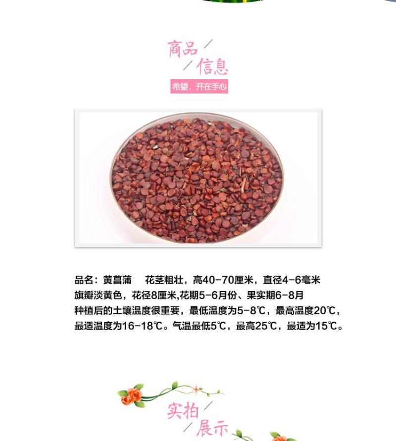 黄花鸢尾新采黄菖蒲种子花卉种子水生黄菖蒲种子水陆植物耐涝