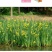 黄花鸢尾新采黄菖蒲种子花卉种子水生黄菖蒲种子水陆植物耐涝