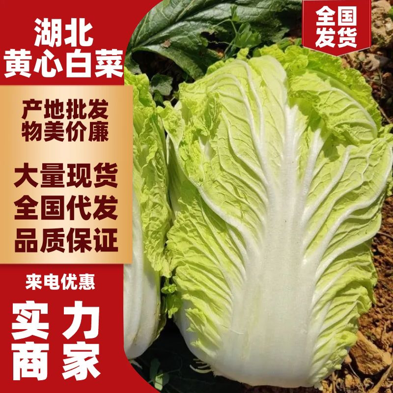 白菜，产地直发，量大从优，价格随行就市，货源充足