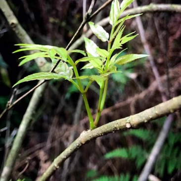 莓茶张家界特级野生龙须藤茶永顺芽尖莓茶