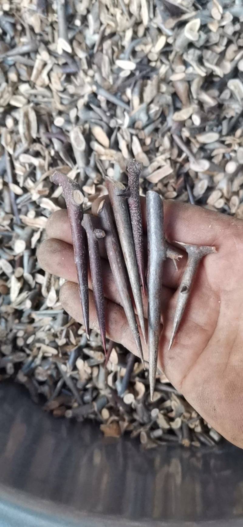 皂刺，天丁，中药材，皂荚刺，皂角刺，皂角针
