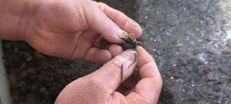 自孵自养菲牛蛭开口苗养殖周期短生长速度快一手货源