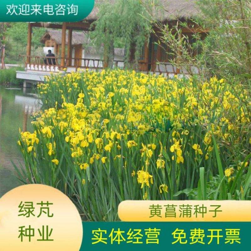 黄花鸢尾花籽黄菖蒲种子花卉种籽水生植物水草水陆耐涝水沟花