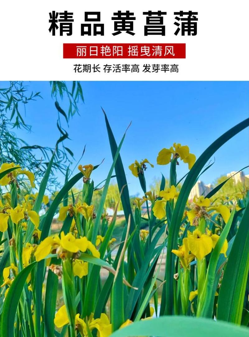 黄花鸢尾花籽黄菖蒲种子花卉种籽水生植物水草水陆耐涝水沟花
