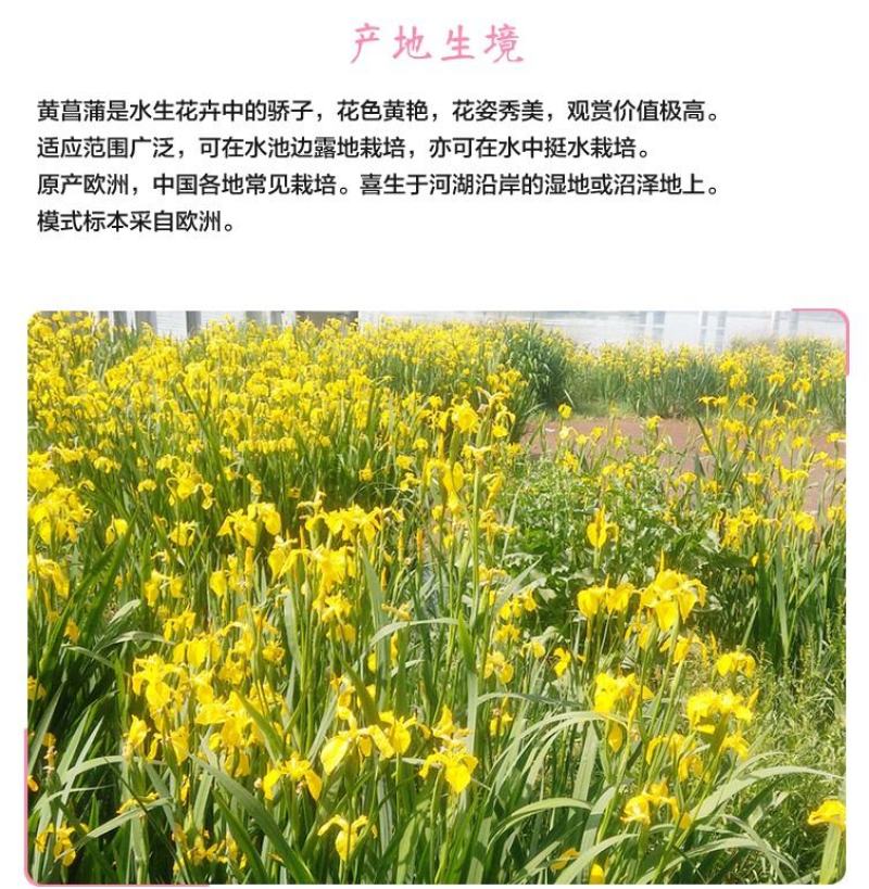 黄花鸢尾花籽黄菖蒲种子花卉种籽水生植物水草水陆耐涝水沟花