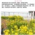 黄花鸢尾花籽黄菖蒲种子花卉种籽水生植物水草水陆耐涝水沟花
