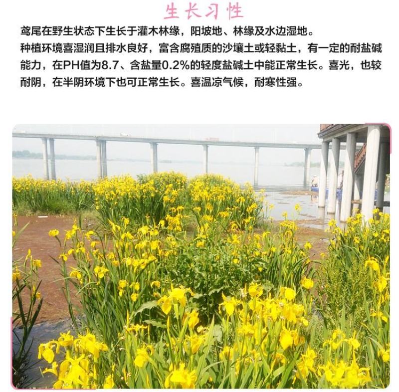 黄花鸢尾花籽黄菖蒲种子花卉种籽水生植物水草水陆耐涝水沟花