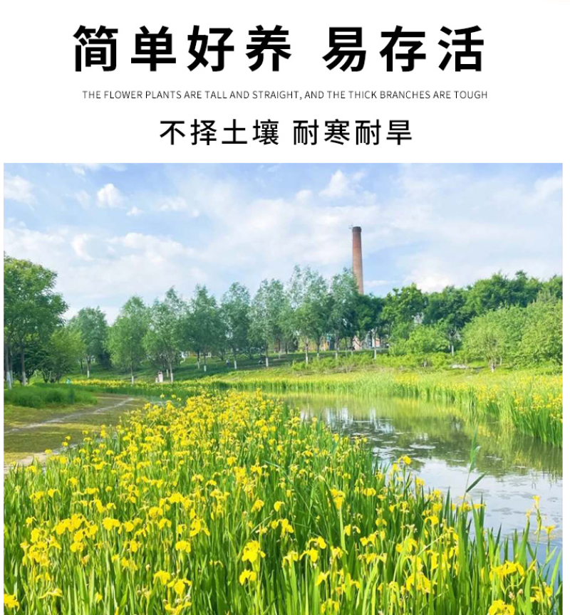 黄花鸢尾花籽黄菖蒲种子花卉种籽水生植物水草水陆耐涝水沟花