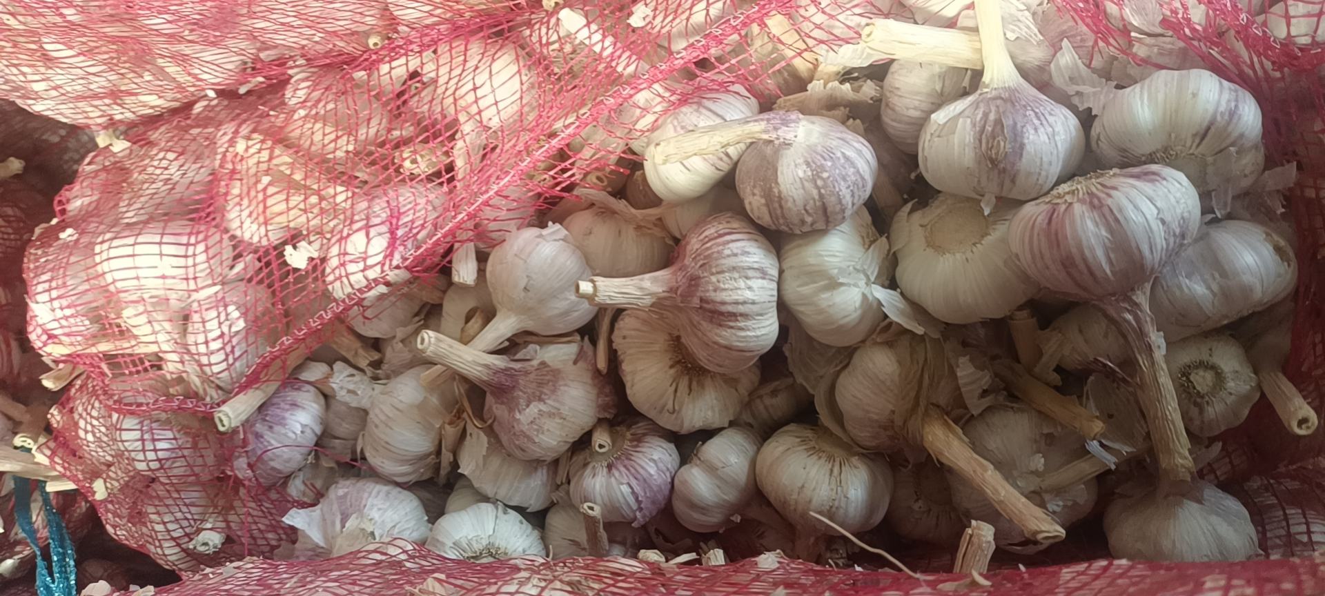 实验室人员检测蒜薹营养成分