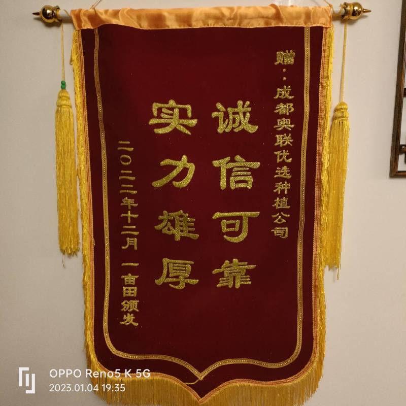 白萝卜
