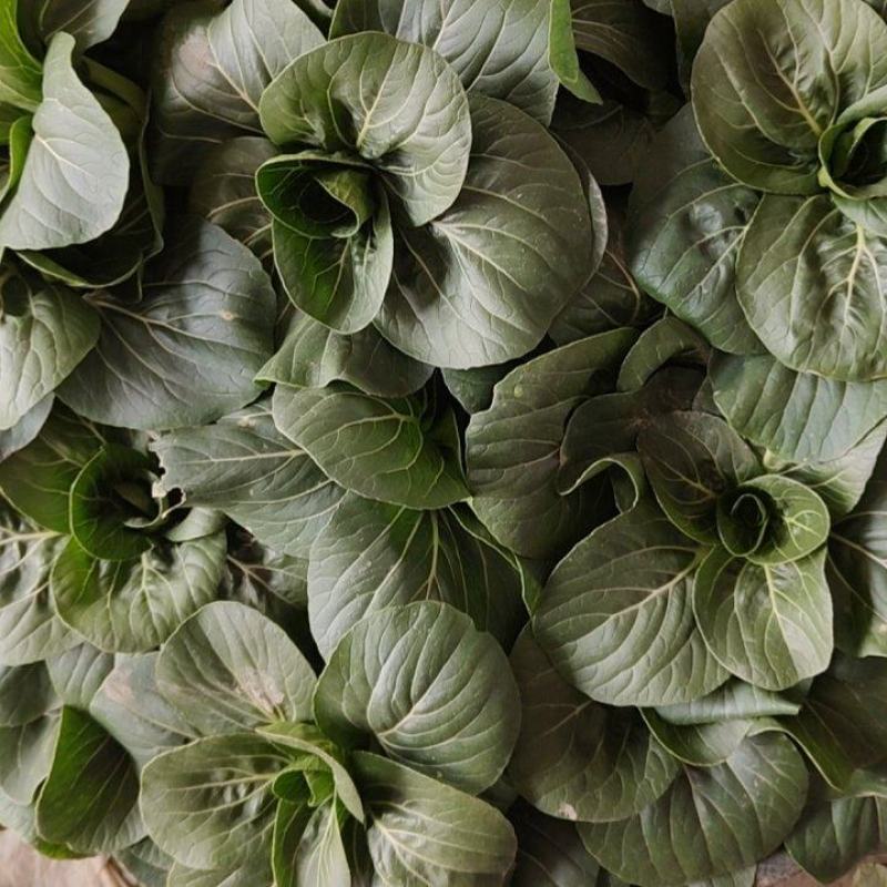 南通市海门区大量供应苏州青太湖菜品质保证大量保供