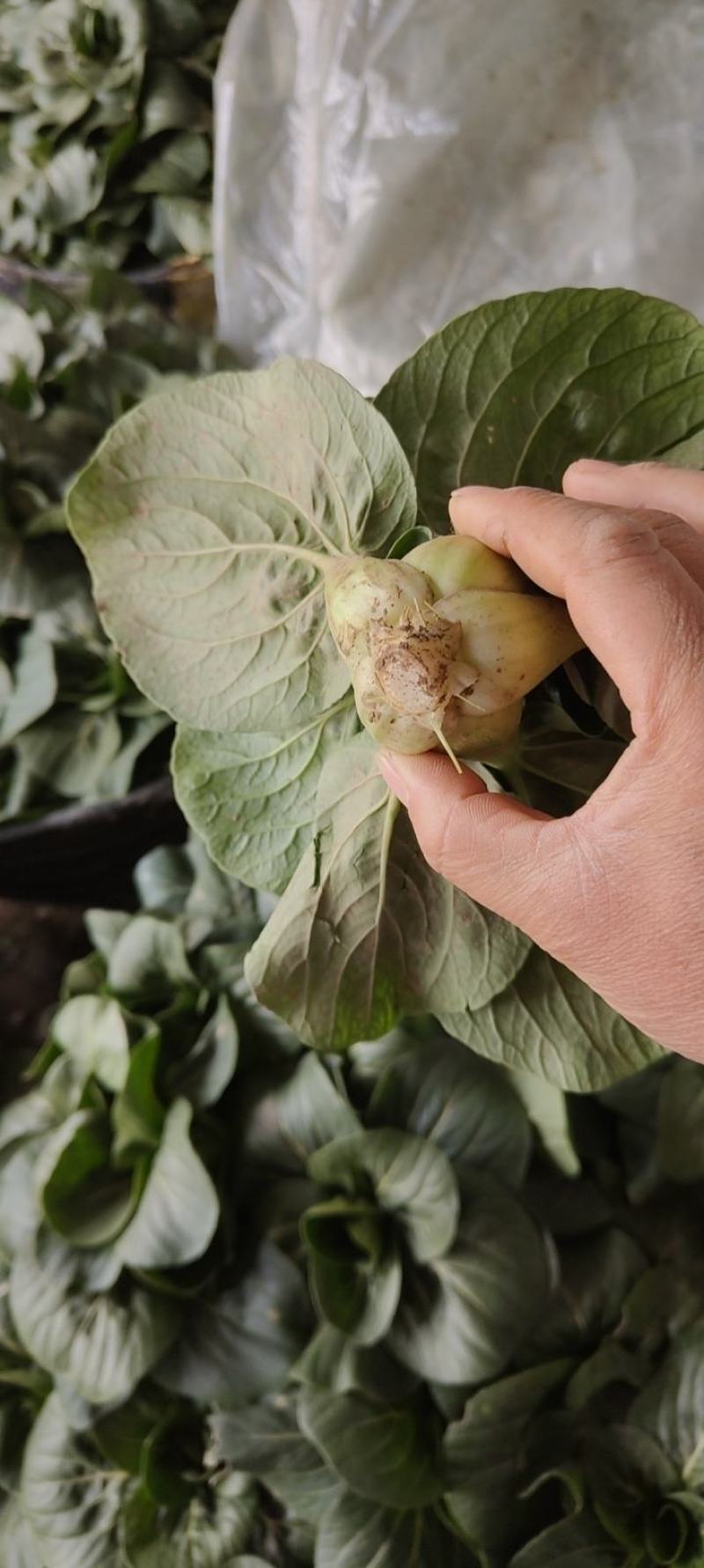 南通市海门区大量供应苏州青太湖菜品质保证大量保供
