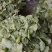 南通市海门区大量供应苏州青太湖菜品质保证大量保供