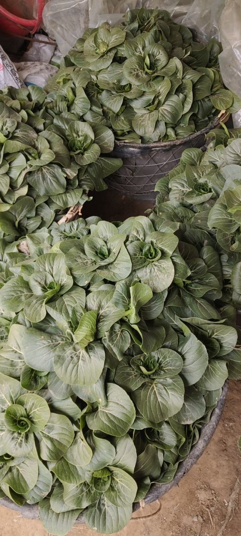 南通市海门区大量供应苏州青太湖菜品质保证大量保供