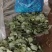 南通市海门区大量供应苏州青太湖菜品质保证大量保供