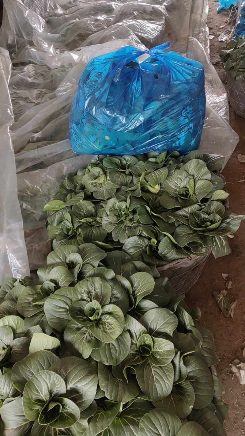 南通市海门区大量供应苏州青太湖菜品质保证大量保供