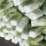山东省泗水北京新三号白菜大量现货供应