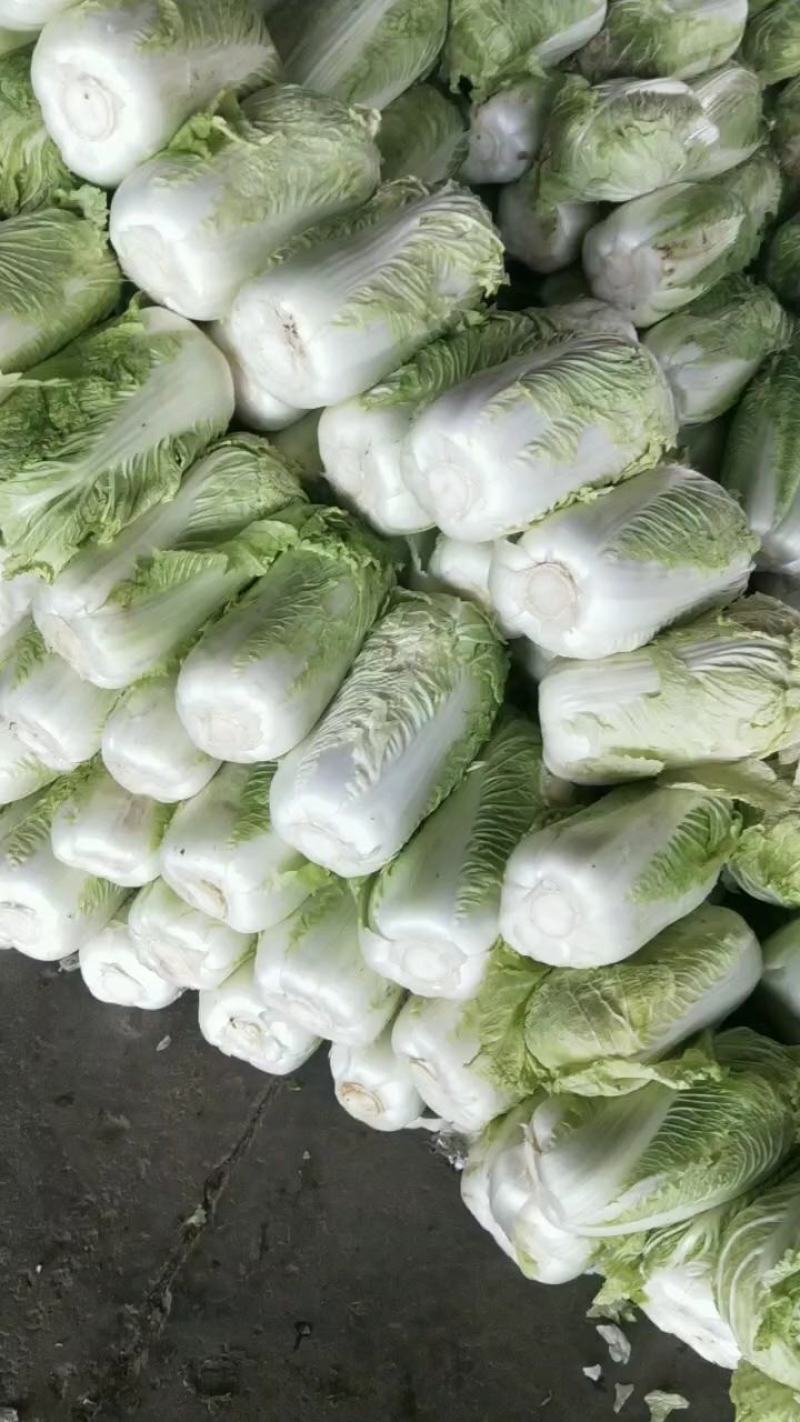 山东省泗水北京新三号白菜大量现货供应