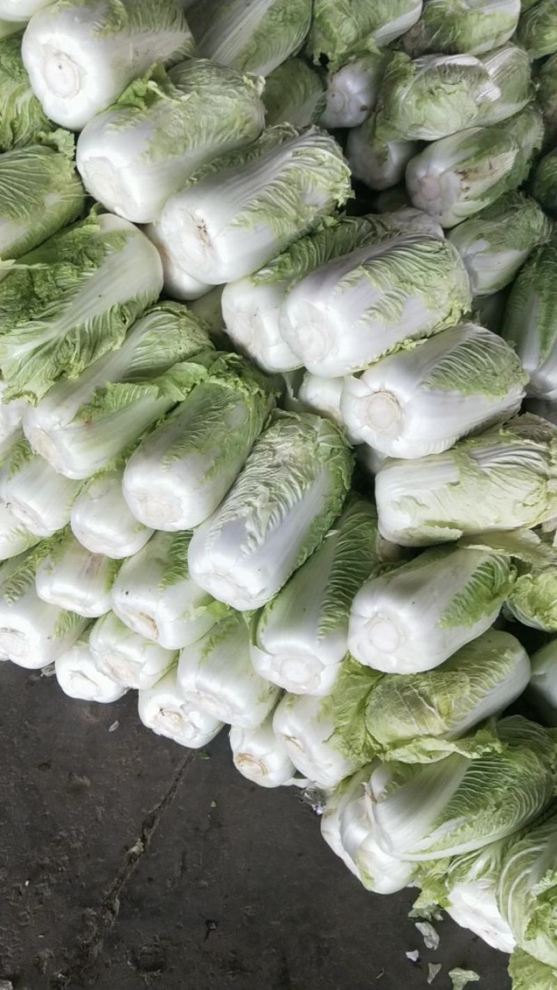 山东省泗水北京新三号白菜大量现货供应