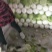 山东省泗水北京新三号白菜大量现货供应