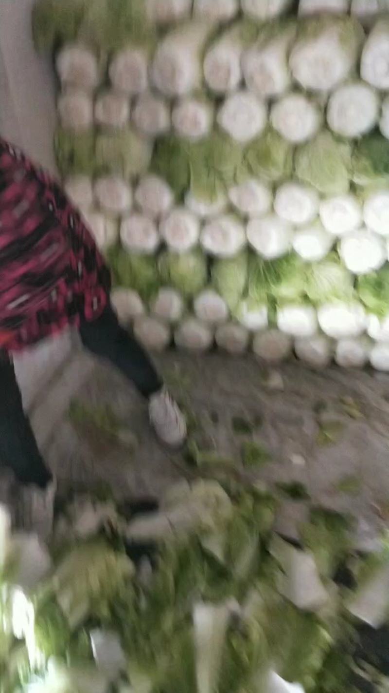 山东省泗水北京新三号白菜大量现货供应