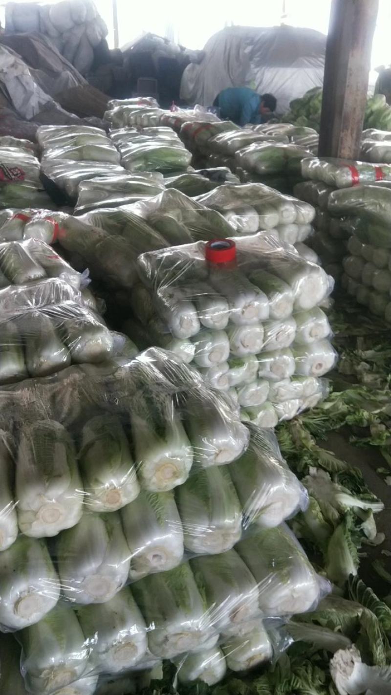 山东省泗水北京新三号白菜大量现货供应