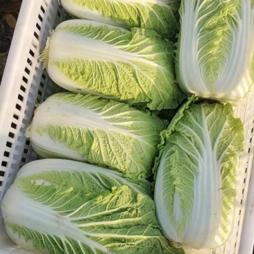 山东省泗水北京新三号白菜大量现货供应