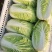 山东省泗水北京新三号白菜大量现货供应