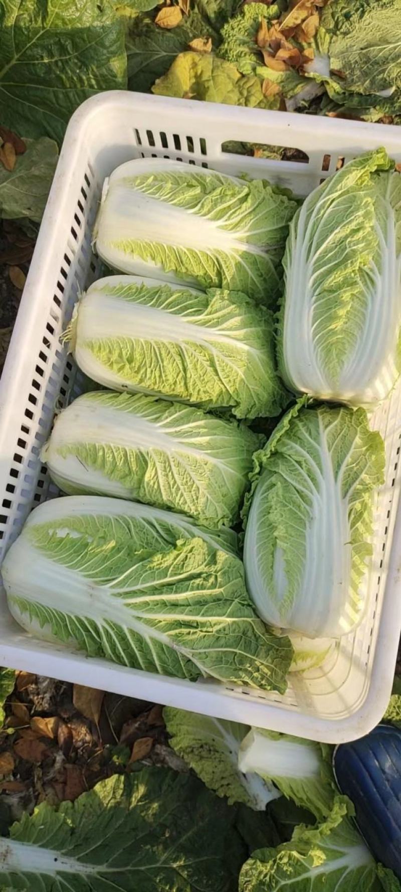 山东省泗水北京新三号白菜大量现货供应