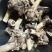 羔羊棒骨。接电商！团购！！！独立小包装，肉含量高。
