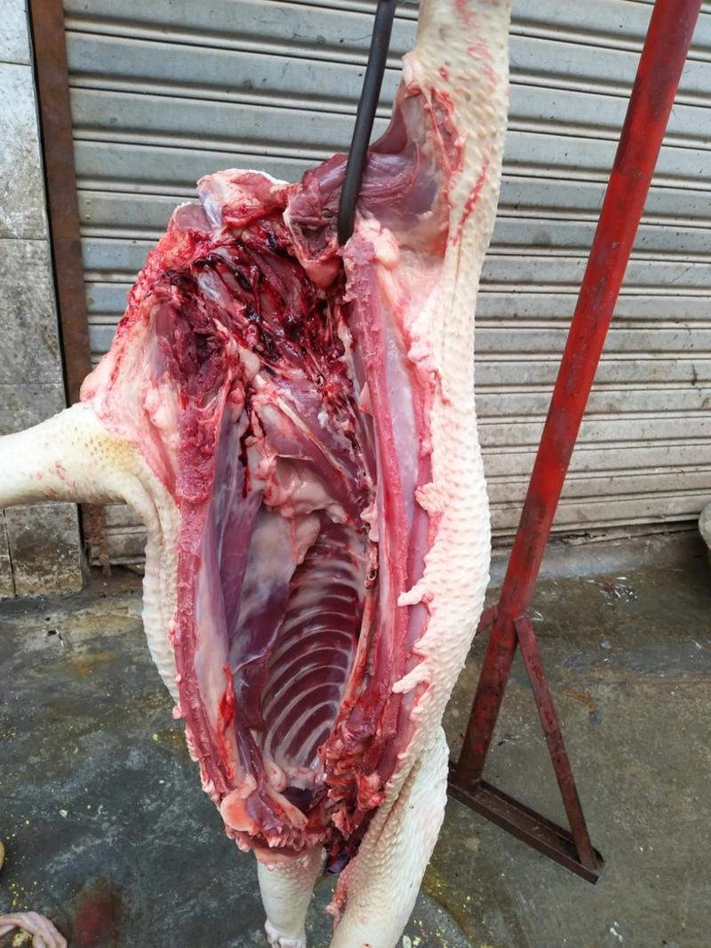 【牛商店长推荐】藏香猪猪肉大量供应自产散养欢迎下单