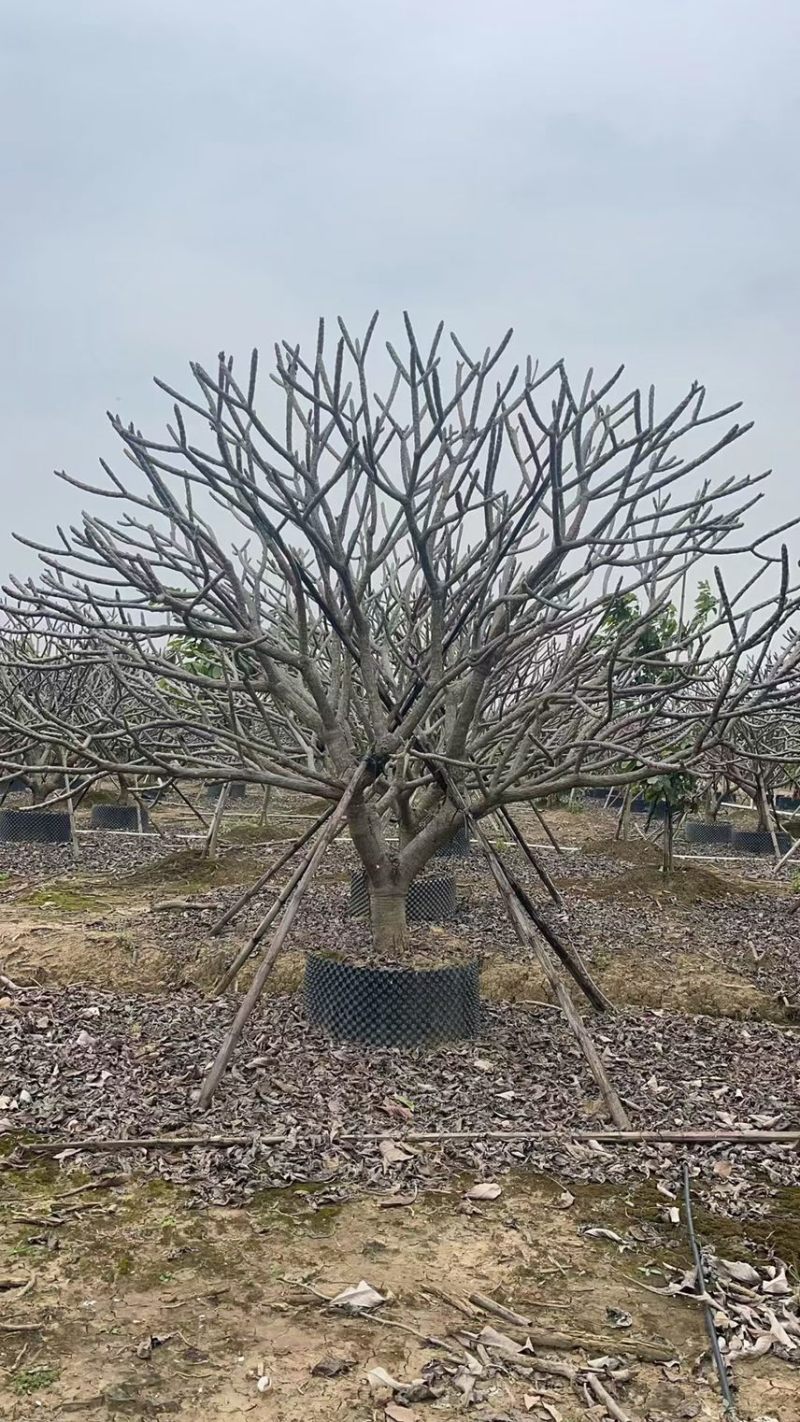 红花鸡蛋花。各种大小规格齐全