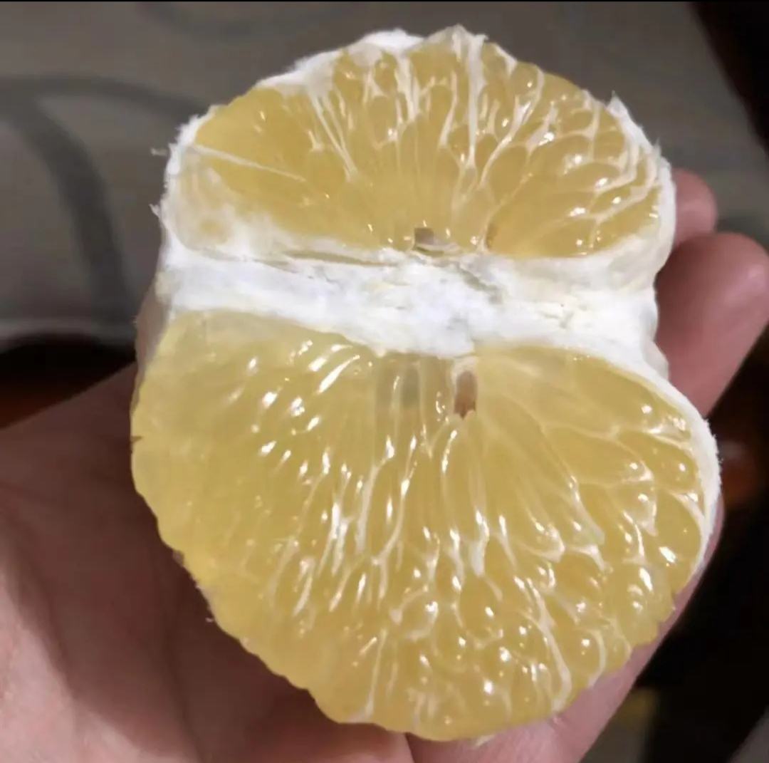 黄金贡柚特写