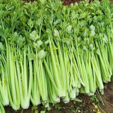 芹菜1月5号最新报价