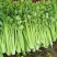 芹菜1月5号最新报价