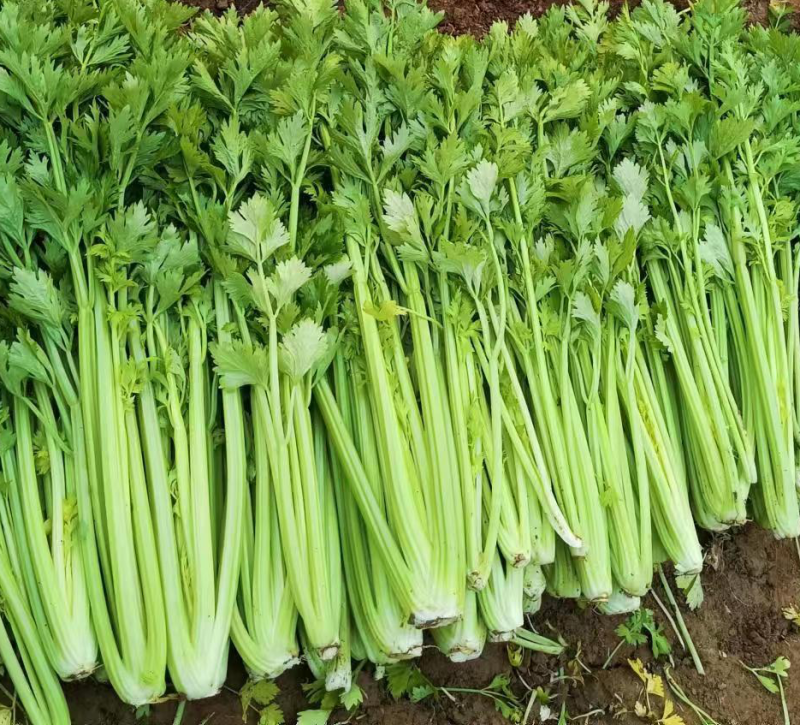 芹菜1月5号最新报价