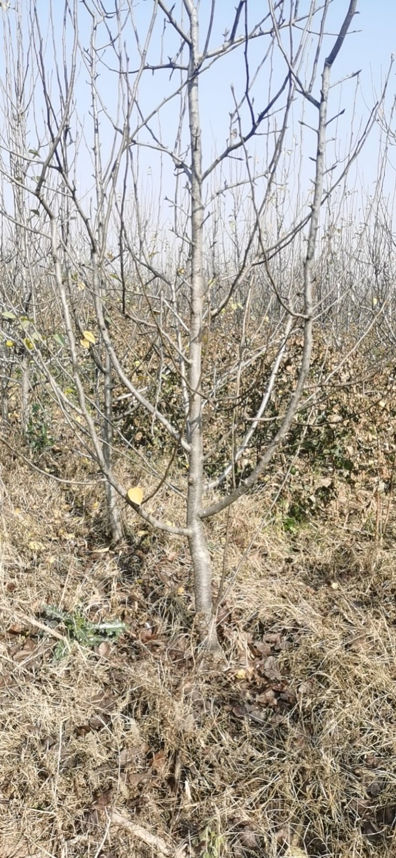 邯郸市馆陶县大量梨树出售，欢迎来电咨询。