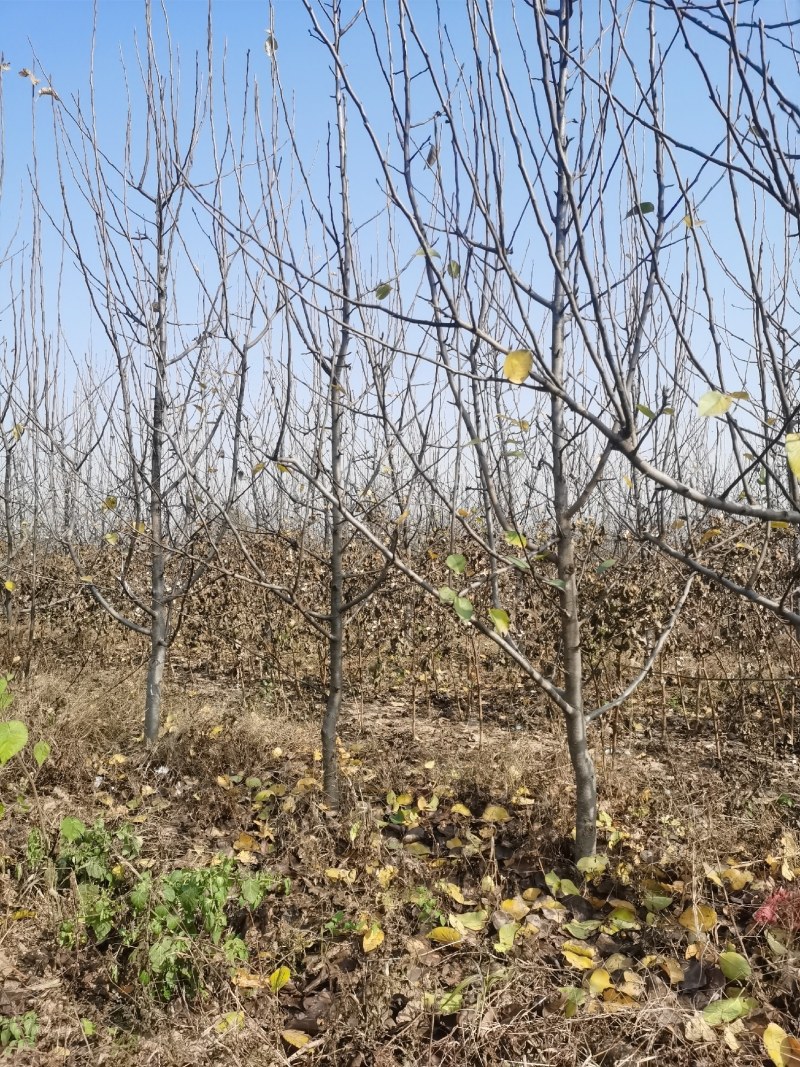 邯郸市馆陶县大量梨树出售，欢迎来电咨询。