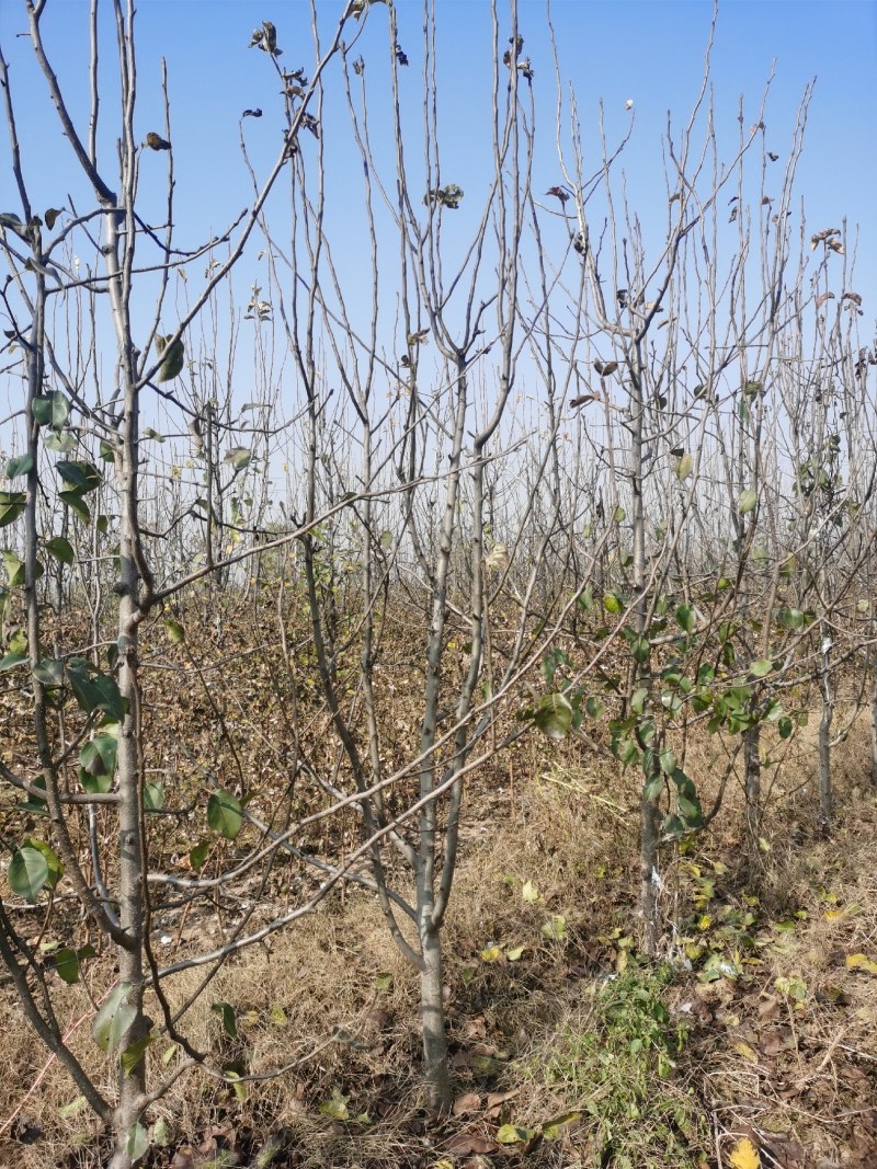 邯郸市馆陶县大量梨树出售，欢迎来电咨询。