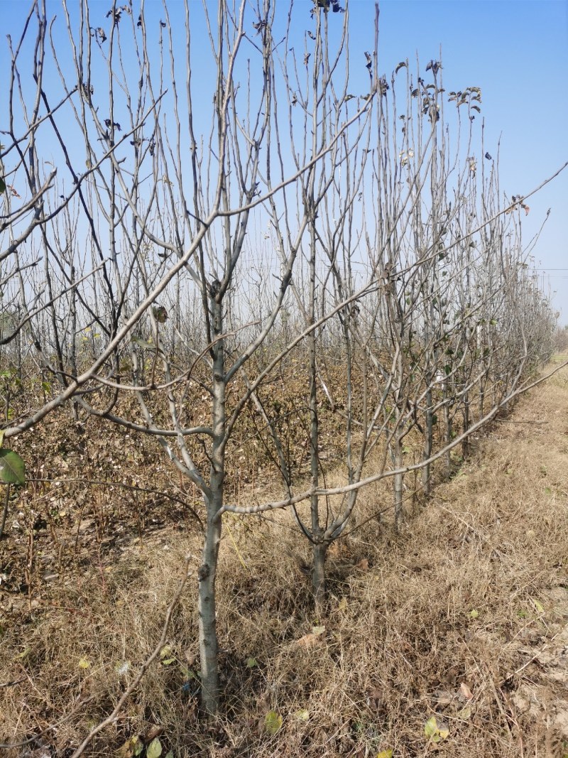 邯郸市馆陶县大量梨树出售，欢迎来电咨询。