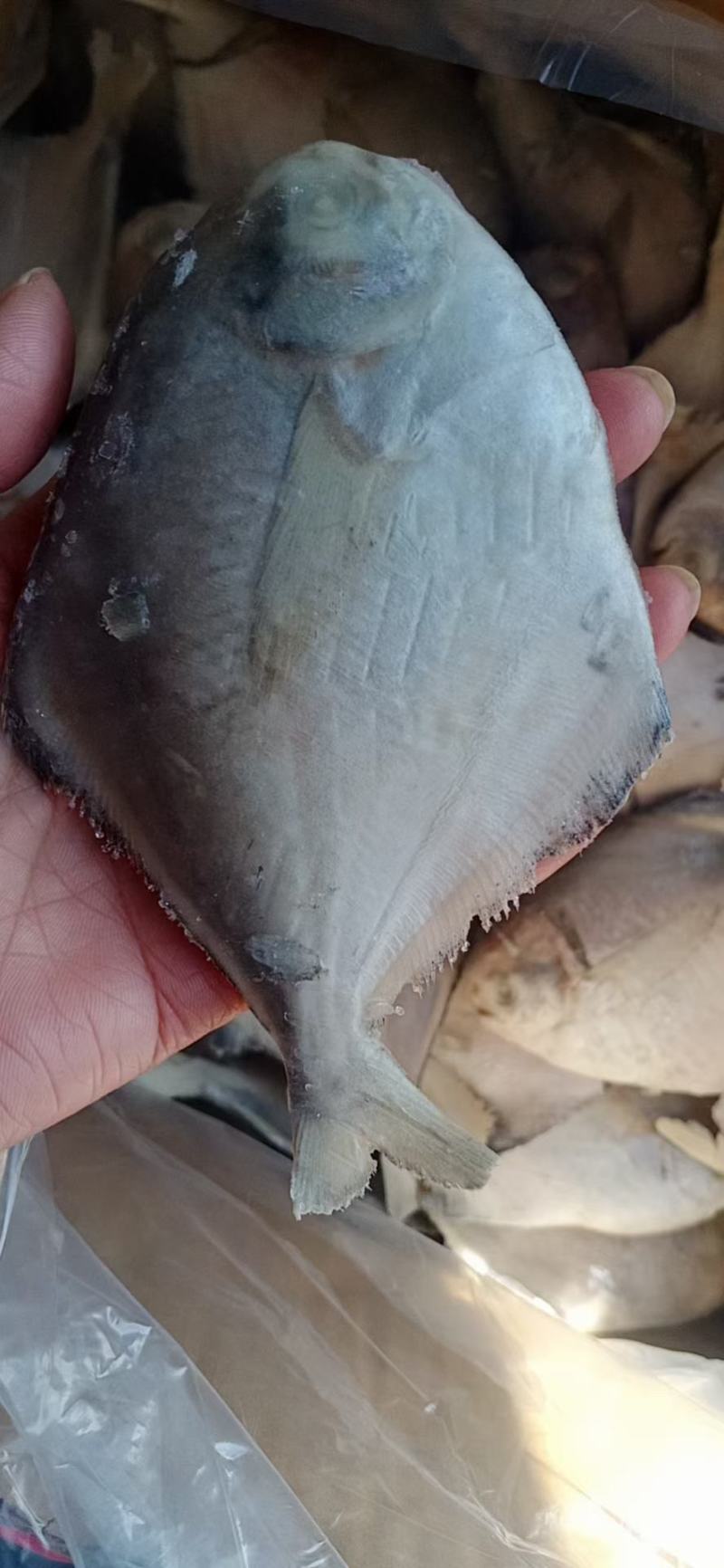 鲳鱼