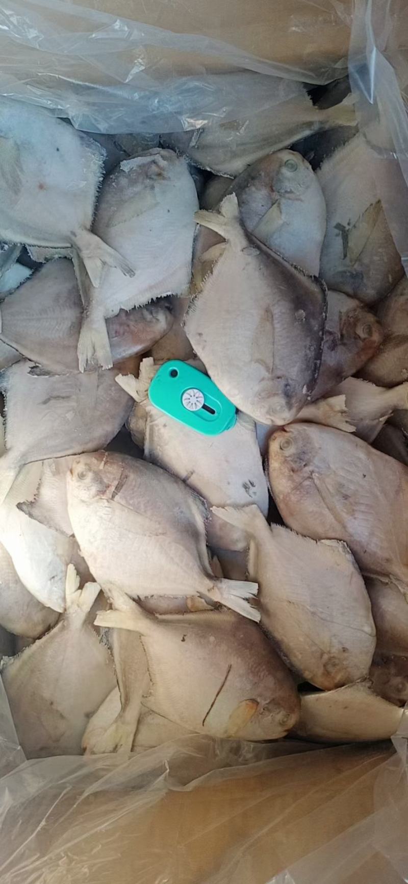 鲳鱼