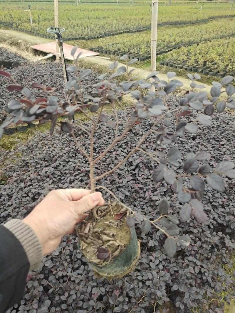 【精选】湖南红花继木苗16杯，基地一手货源，价格便宜